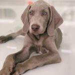 Weimaraner for sale