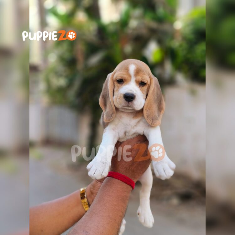 Beagle puppies for sale are ready in our hands, happy and joyful