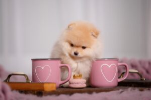 Toy Pom Puppies For Sale