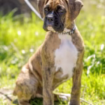 American BullDog Puppies for sale near me in Delhi