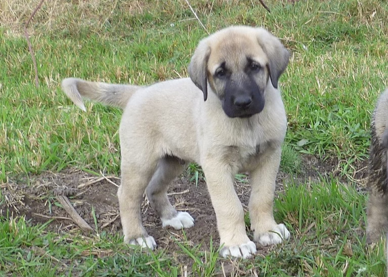 Anatolian Shepherd Dog Puppies For Sale