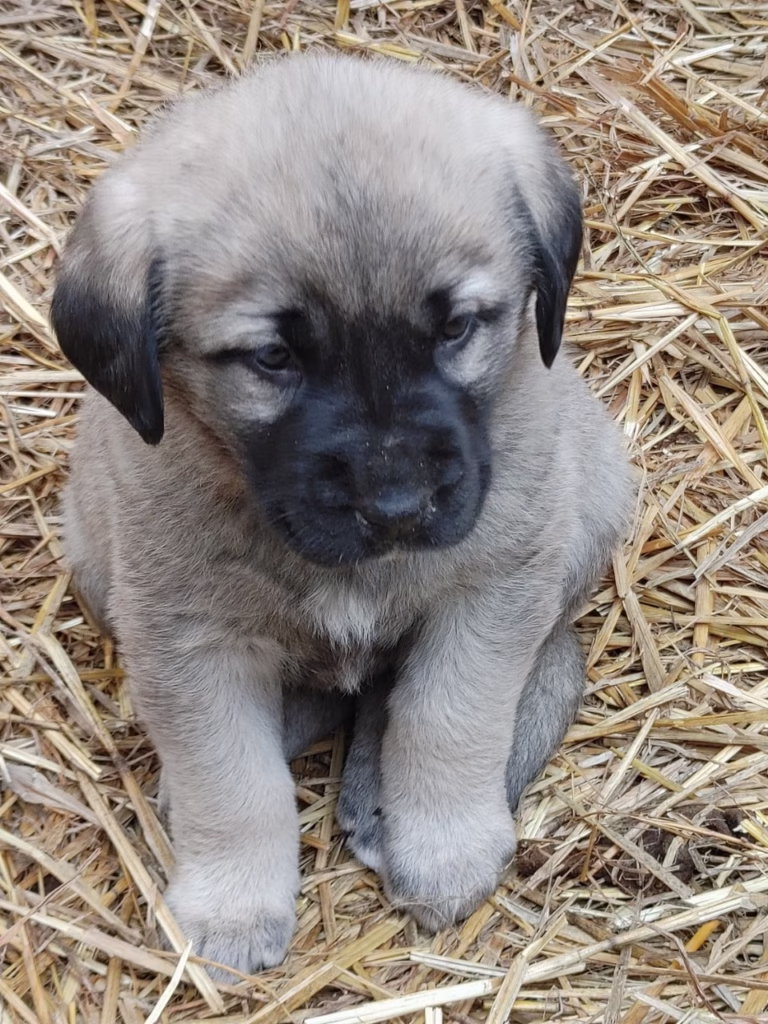 Anatolian Shepherd Dog Puppies near me