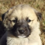 Anatolian Shepherd Dog Puppies For Sale