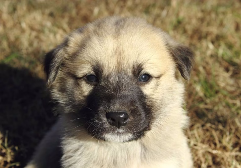 Anatolian Shepherd Dog Puppies For Sale
