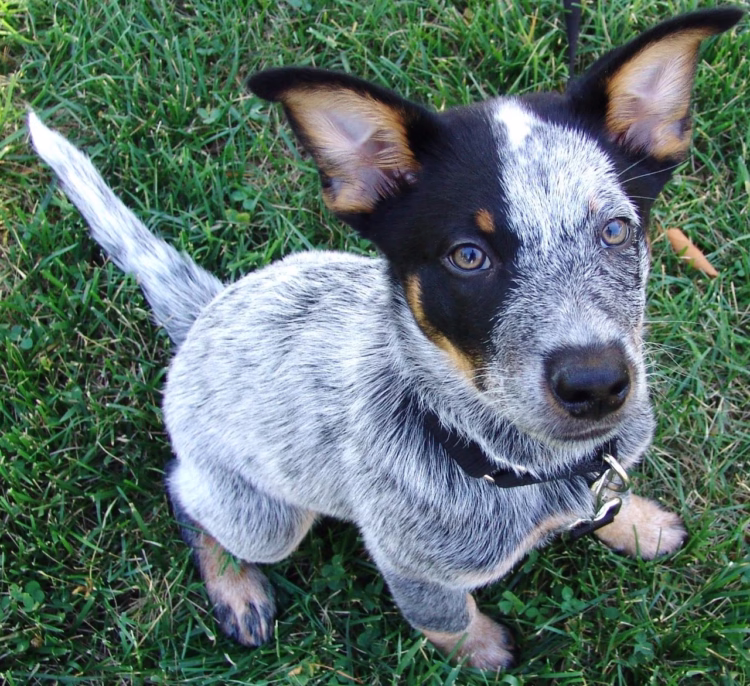 Buy Cute Australian Cattle Puppies in Delhi, India