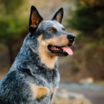 Cute Australian Cattle Puppies For Sale in Delhi, India