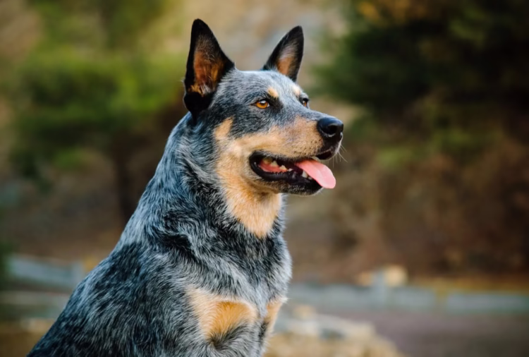 Cute Australian Cattle Puppies For Sale in Delhi, India