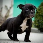 American Bully in dehli