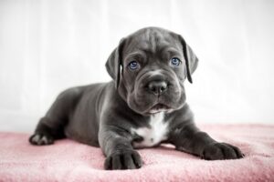 Cane Corso Grey Puppies For Sale