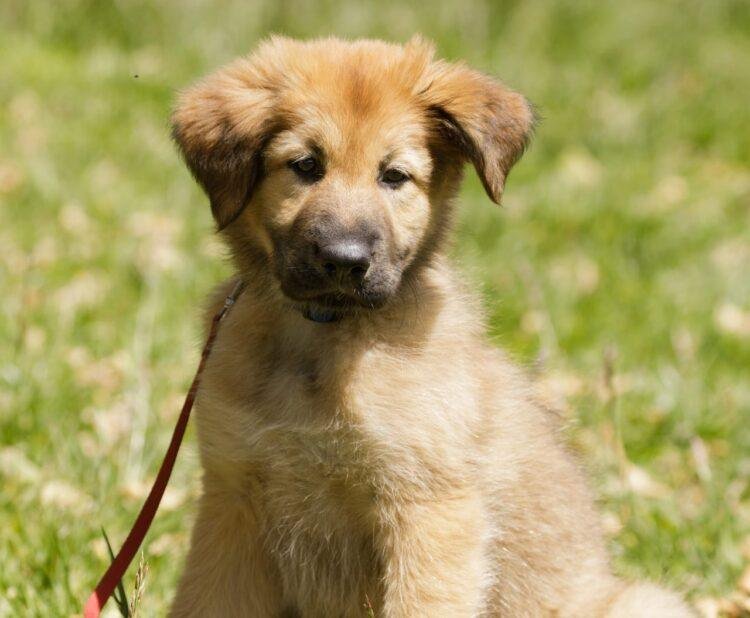 Chinook Puppies For Sale
