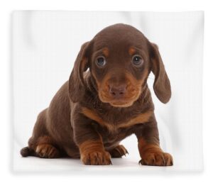 Dachshund Liver Colour Puppy for sale in Delhi