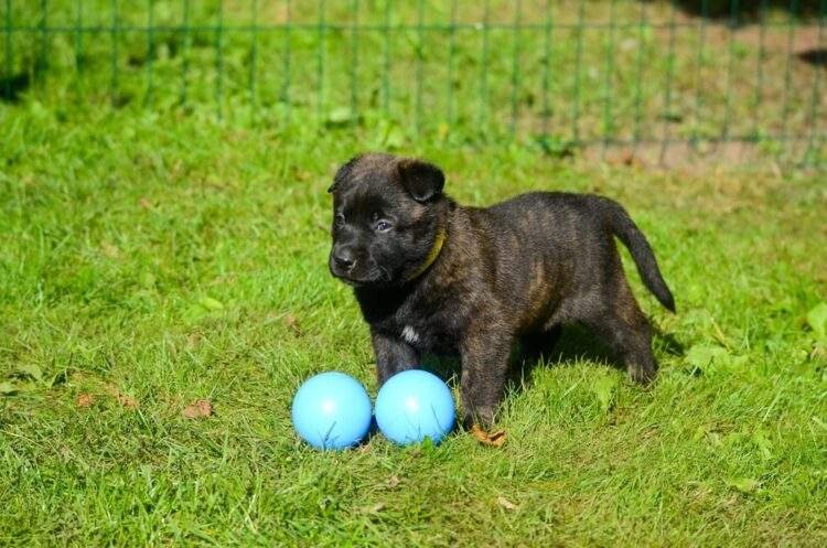 Dutch Shepherd Puppies For Sale