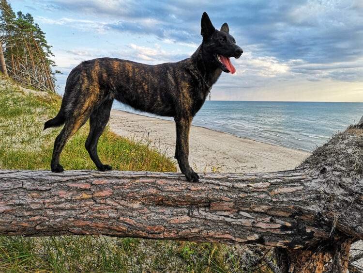 Dutch Shepherd Puppies For Sale