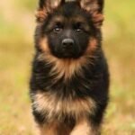 buy german shepherd in delhi