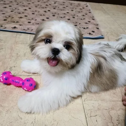 Buy registered Shih Tzu Dual Colour Puppies near me in India