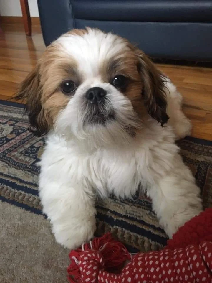 Vaccinated Shih Tzu Dual Colour Puppies near me in Delhi