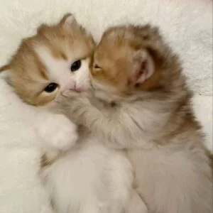 Buy Munchkin Cat near me in Delhi, India