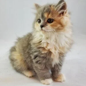 Buy cute Munchkin Cat in Delhi, India- vaccinated