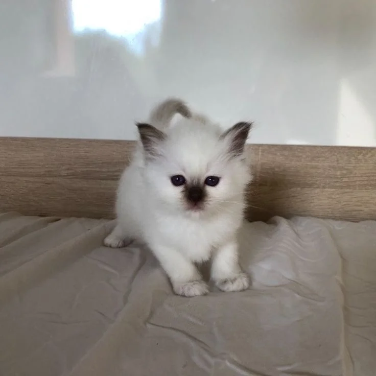 Buy registered Birman Cat in Delhi, India
