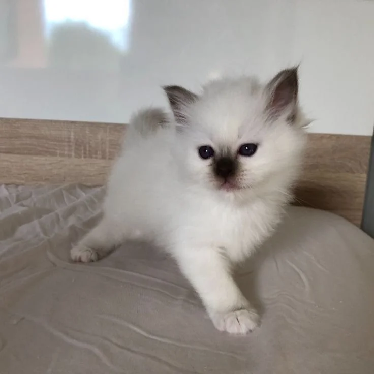 Cute Birman Cat for sale near me in delhi