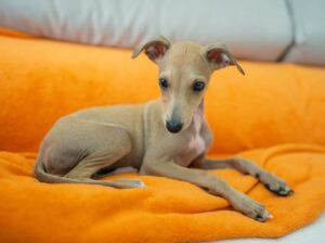 Italian Greyhound Puppies For Sale