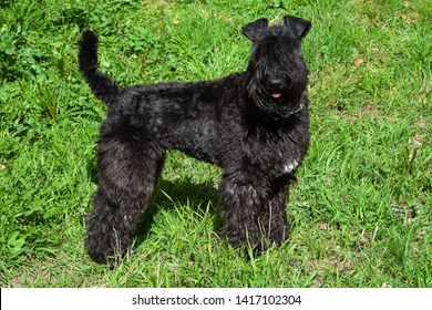 Kerry Blue Terrier Puppies For Sale