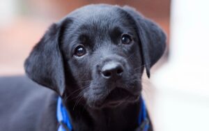 Healthy black Labrador Retriever puppies for sale in India
