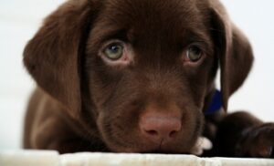 Chocolate Labrador Retriever Puppies For Sale