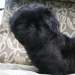 Black Shih Tzu Puppies For Sale