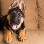 German Shepherd puppies for sale- registered and vaccinated