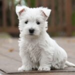 West Highland White Terrier Puppies For Sale in Delhi