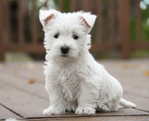 West Highland White Terrier Puppies For Sale in Delhi