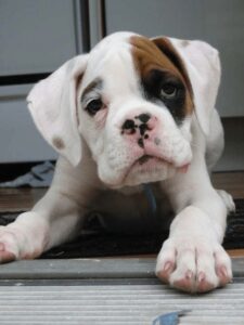 White boxer Puppies For Sale