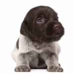 Wirehaired Pointing Griffon for sale