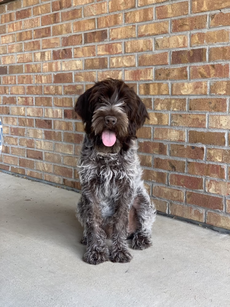 Wirehaired Pointing Griffon in india