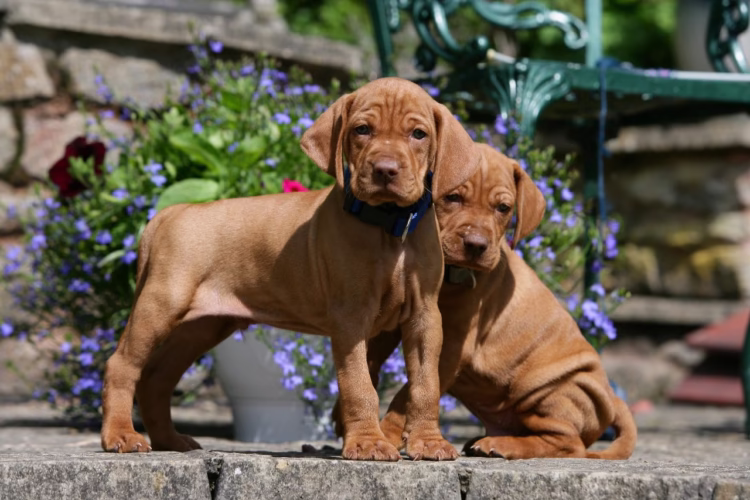 Wirehaired Vizsla Puppies in delhi