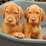 Wirehaired Vizsla Puppies For Sale