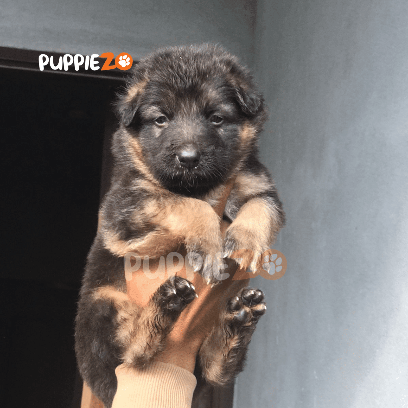 Buy White Persian Cat Kitten Blue Colour Eyes For Sale In Delhi Ncr India Buy White Persian Cat Kitten Blue Colour Eyes For Sale In Delhi Ncr India