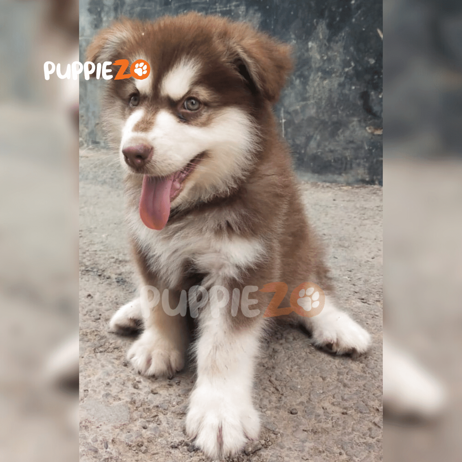 Buy White Persian Cat Kitten Blue Colour Eyes For Sale In Delhi Ncr Buy White Persian Cat Kitten Blue Colour Eyes For Sale In Delhi Ncr