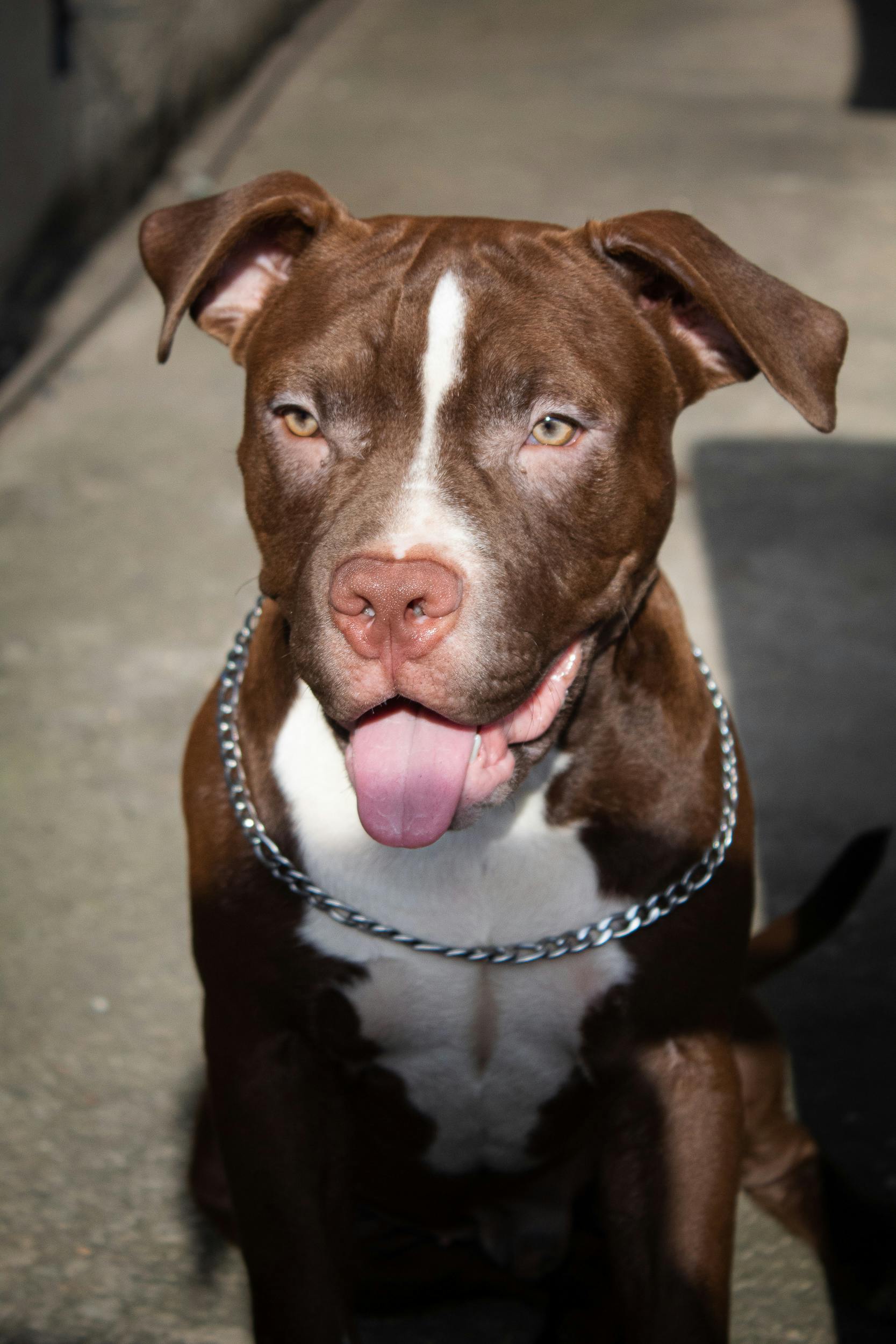 Pitbull XXL Puppies For Sale in India At Best Prices | Puppiezo