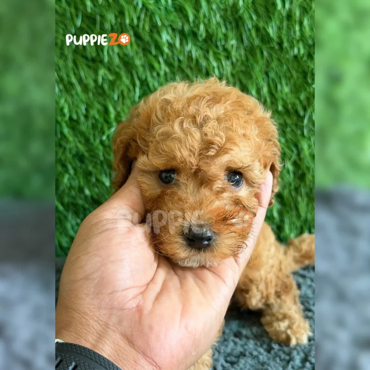 Arlo
