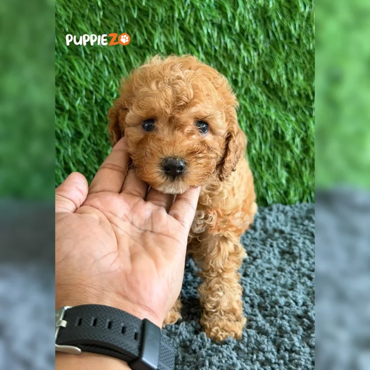 Arlo