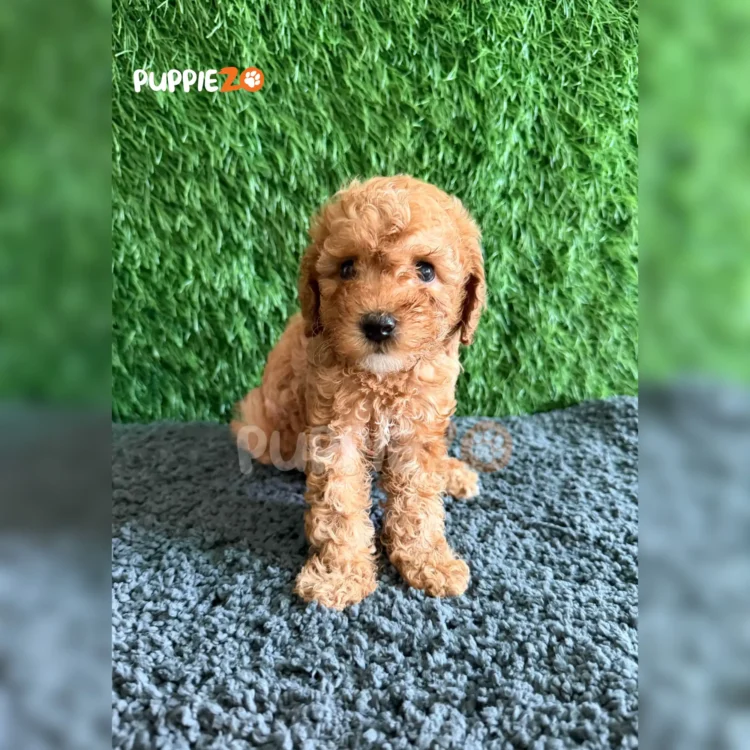 Arlo