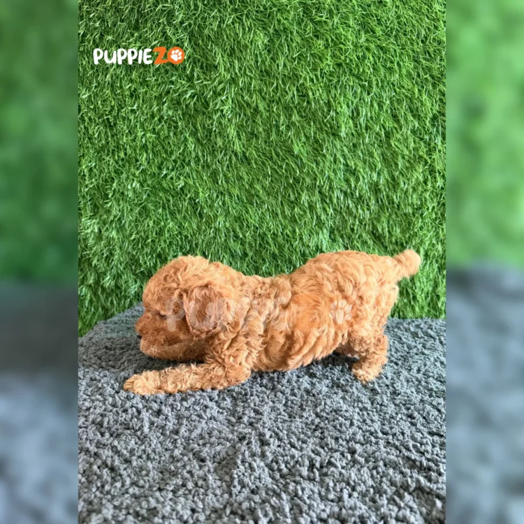 Arlo