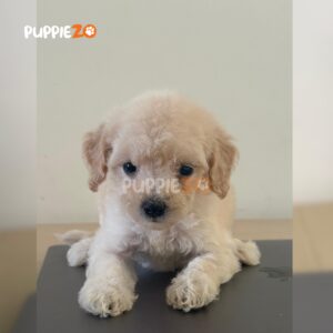 maltipoo-puppies-for-sale