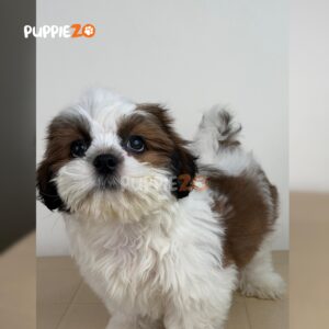 shih-tzu-puppies-for-sale