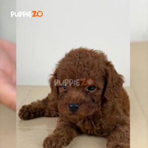 poodle-puppies-for-sale