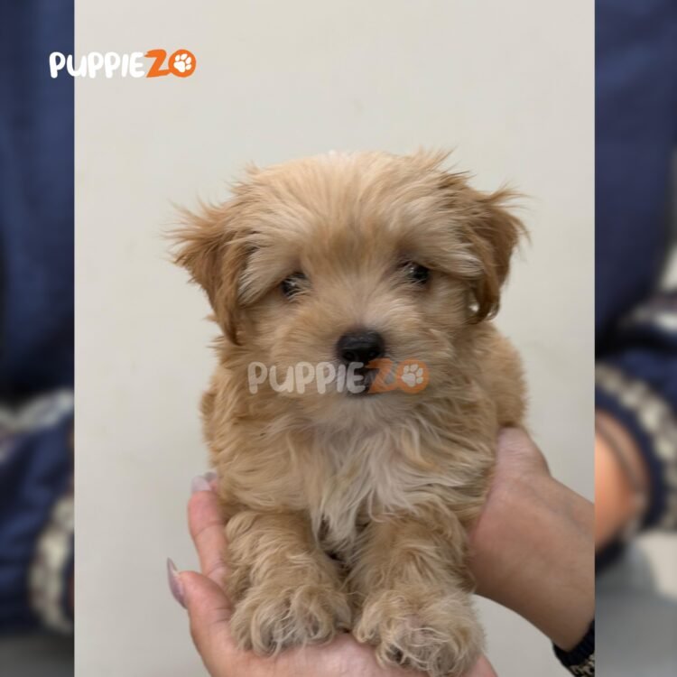 maltipoo-puppies-for-sale
