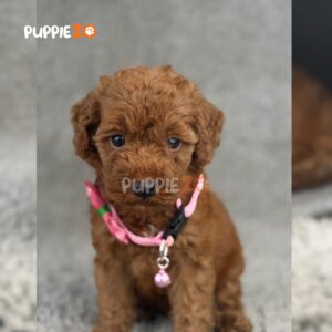 poodle-puppies-for-sale