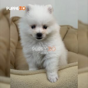 toy-pom-puppies-for-sale